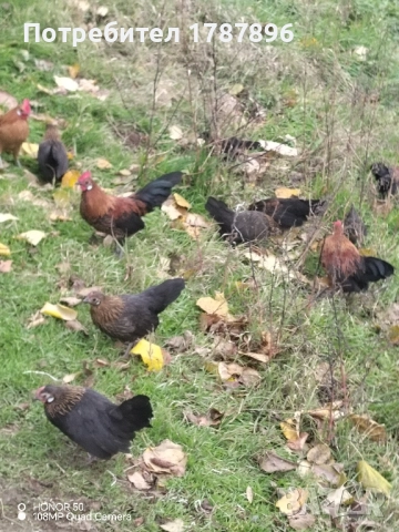 Продавам декоративни кокошки , снимка 7 - други­ - 52547741