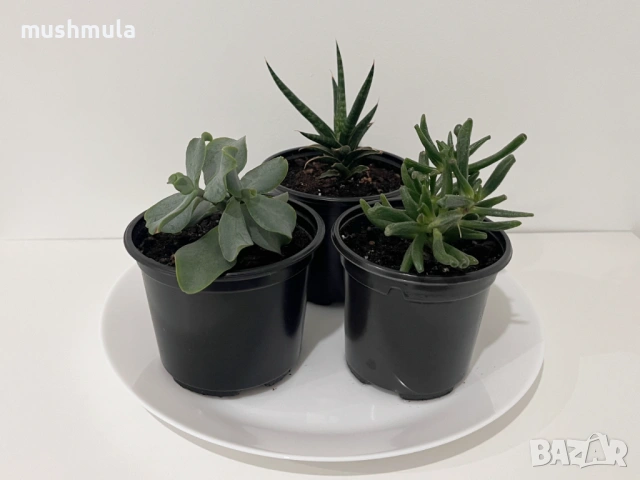 Сукуленти Красула и Сансевиера