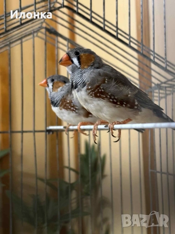 Зеброви амадини, снимка 4 - Амадини - 52465349