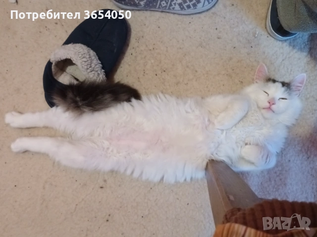 Сибирски ангорец с хигиенни навици , снимка 4 - Ангорски - 53137766