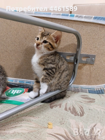 ПОДАРЯВАМ домашни котенца