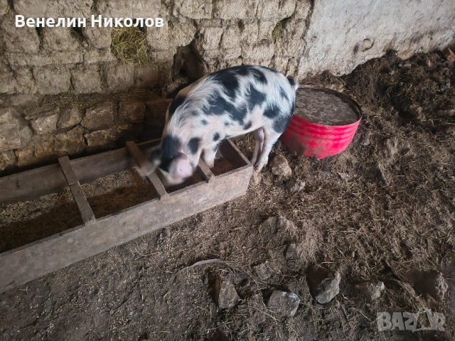 Прасета, снимка 8 - Прасета - 53480787