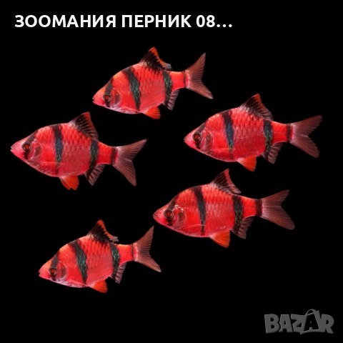 Риби Барбус - Лично Перник , снимка 1 - Рибки - 39417215