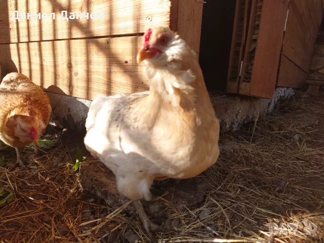 Оплодени яйца от Араукана, снимка 5 - други­ - 48810608