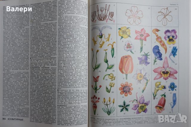 Книга Биологический Энциклопедический словарь , снимка 3 - Енциклопедии, справочници - 28688433