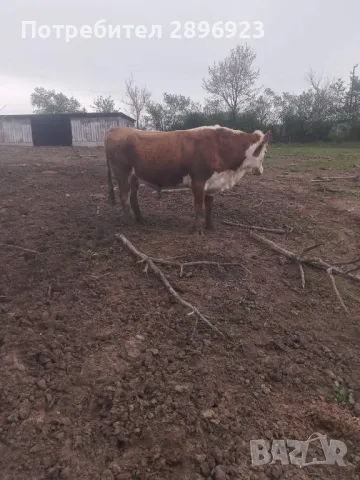 16 броя крави юници