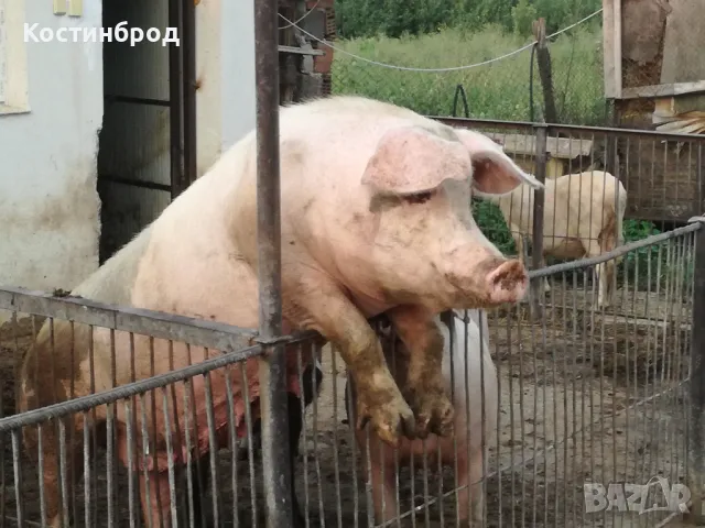 УГОЕНИ ПРАСЕТА. промоция до края на месеца., снимка 5 - Прасета - 48062072