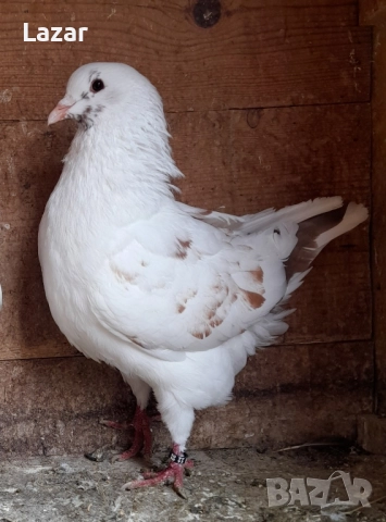 Продавам чифта от снимсите, снимка 4 - Гълъби - 52070075
