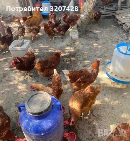 Легхорн , Легхорн Лавандула, Ломан Браун , Американа, Австралоп! -гр.Плевен , снимка 2 - други­ - 53192815