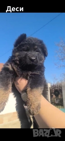 малки немски овчарки