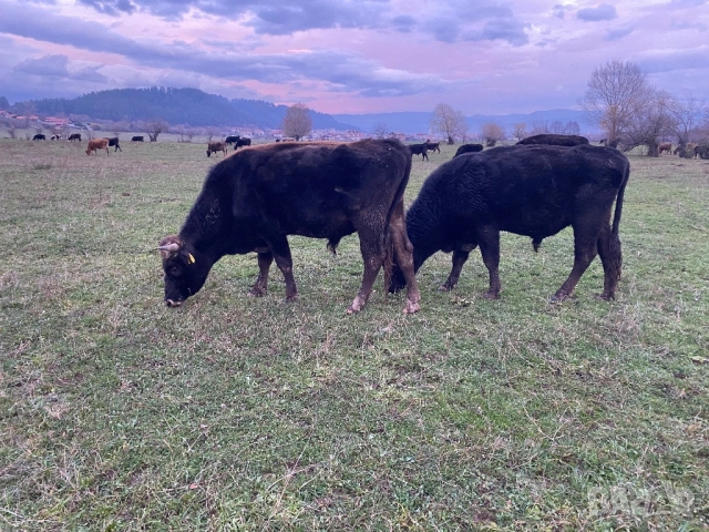 Телета и бикове