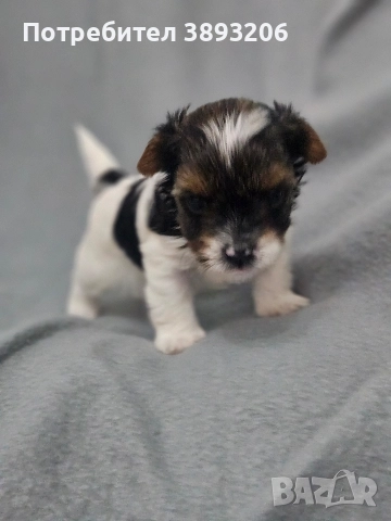 йоркширски териер-бивер, снимка 2 - Йоркширски териер - 52805289