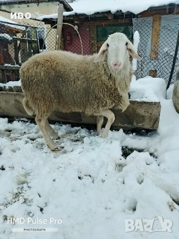 Овен , снимка 2 - Овце - 53335551