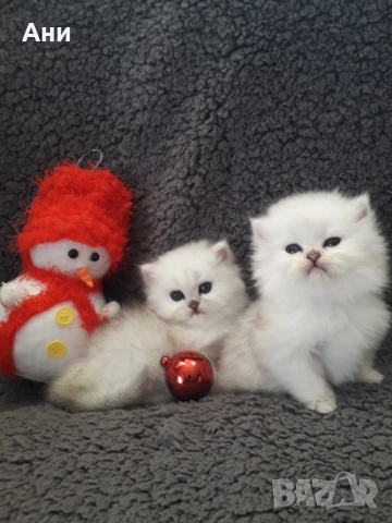 Котенца Гледани със Истинска Обич, снимка 5 - Други - 52655414