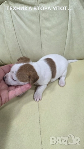 джак ръсел териер 3 броя женски, снимка 6 - Джак ръсел териер - 52885801