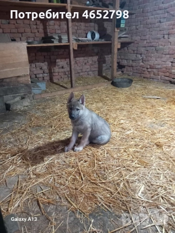 Чехословашки Вълчак, снимка 10 - Други - 53214003