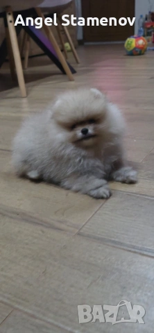 Померан,мини момиченца с родословие!, снимка 5 - Померан - 53208764