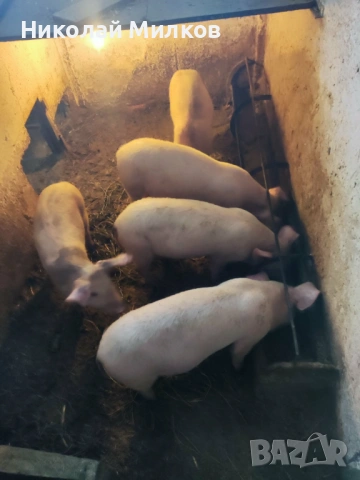 Прасета, снимка 2 - Прасета - 53159546