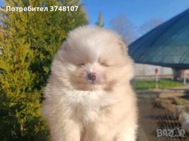 Померан/Померани, снимка 10 - Померан - 52920016