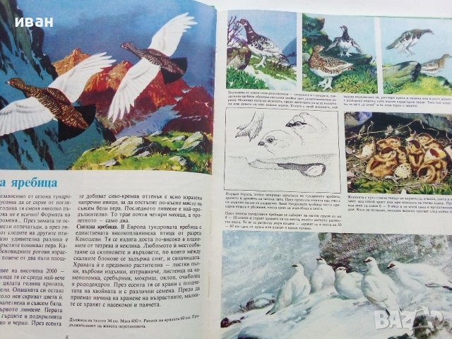 Тайните на животните - В Планините/В Саваните - 1992г. , снимка 4 - Енциклопедии, справочници - 43906964