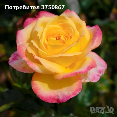 🌹 РОЗА 🌹 Oriental PEACE® Baipeace 🌹, снимка 2 - Градински цветя и растения - 51171382