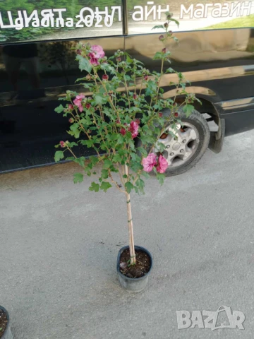 Хибискус Кичест - Щамба Цветове   Бала , Розова и Червена , снимка 6 - Разсади - 46653636