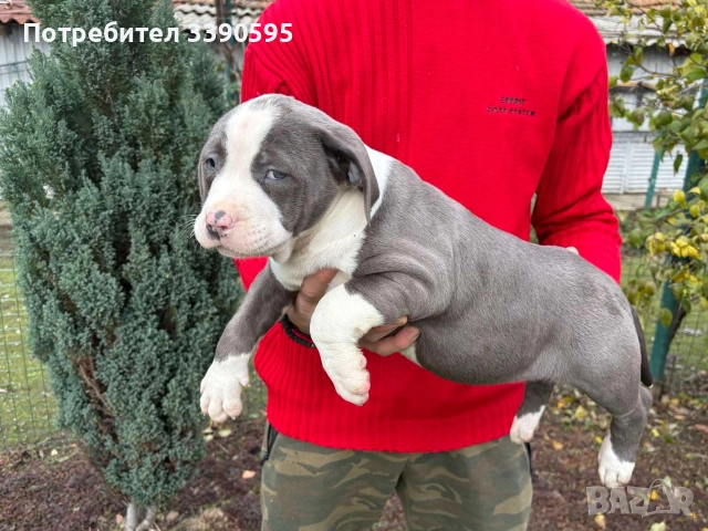 Aмериканско Були Хл , снимка 3 - Питбул - 52688919