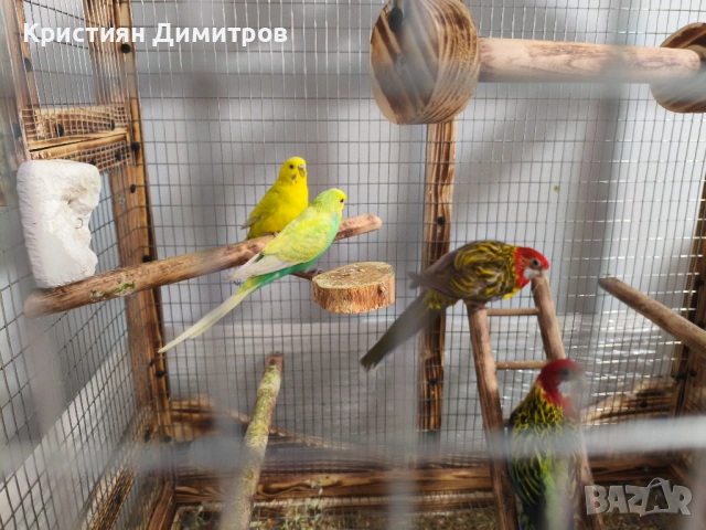 Работещ чифт пъстри розели и вълнисти, снимка 2 - Папагали - 53189548