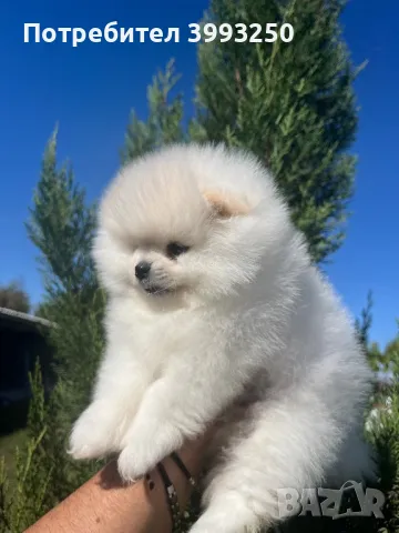 Мини померан момче, снимка 3 - Померан - 47607919