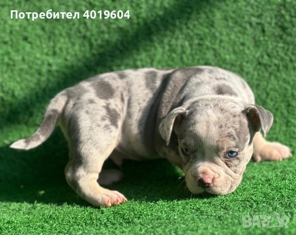 Американско були покет мерле, снимка 13 - Други - 52792170