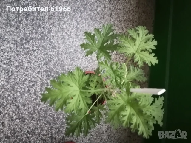 Холандско и българско индришета! , снимка 5 - Градински цветя и растения - 30564840