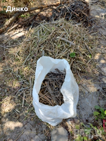 Черничеви разпалки, снимка 3 - Други - 51449164