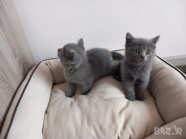 Британски Котета момичета , снимка 3 - Британска късокосместа - 52878589