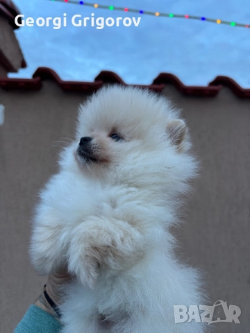 Померан момче, снимка 6 - Померан - 52722866