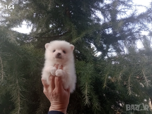 Бели мъжки и женски Померани. Реални снимки от 02.01.26 г. , снимка 9 - Померан - 52908974