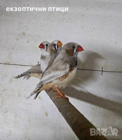 продавам зеброви Амадини , снимка 4 - Амадини - 52535521