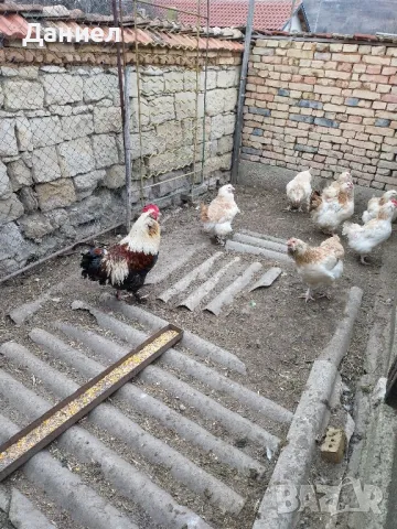 Фаверол, снимка 4 - Други животни - 50275579