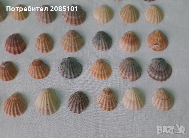 Морски миди перлички, снимка 4 - Декорация за дома - 43957419