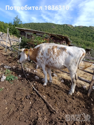 Крава за угояване, снимка 4 - Крави - 52887005