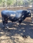 Телета, бици, снимка 7