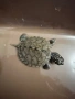 Продавам водни костенурки , снимка 7