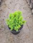Смърч Алберта Глобе/ Picea glauca var. albertiana 'Alberta Globe', снимка 6