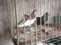 Продавам гълъби, снимка 5