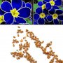 100 бр редки семена от цвете цветя синя вечерна иглика лесни за засаждане в градината градински деко, снимка 11
