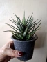 Хавортия, haworthia, снимка 3