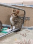 ПОДАРЯВАМ домашни котенца, снимка 1