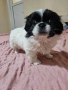 Женски Пекинез, снимка 3