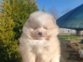 Померан/Померани, снимка 10