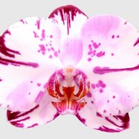 Орхидея фаленопсис Magic art, снимка 1 - Стайни растения - 36752252