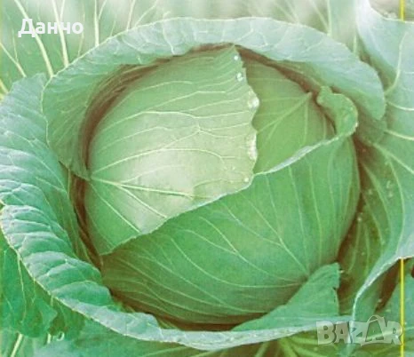 Продавам разсад за зеле домати краставици пипер , снимка 1